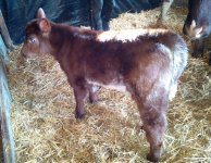 damn proud x bloodstone heifer.jpg