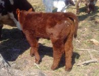 Damn Proud X Chiller Heifer_small.jpg