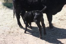 Calf1 005 (Small).JPG