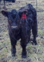 3342 bull calf-334 2012 calf.jpg