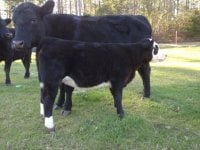 Climax Heifer.JPG