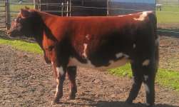 Shorthorn Sale Heifer.jpg