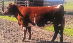 FoxShorthorn Sale Heifer.jpg