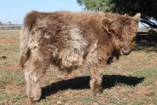 hairy calf.jpg