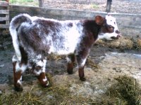 Bodacious x Shorthorn.jpg