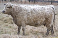 444 cow.jpg
