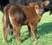 2012 spring calves 006_opt.jpg