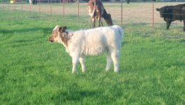 spring borns 2012 003.jpg