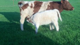 spring borns 2012 002.jpg