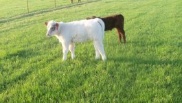 spring borns 2012 006.jpg