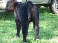 2012 spring calves 002_opt.jpg