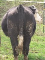 Big Momma rear 2.jpg