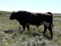 Cattle pictures June 2008 Matrix 026.jpg