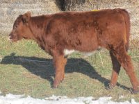 Calf Pictures apr. 8 116.jpg