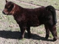 Bodacious 789 heifer.jpg