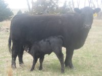 64s and calf steer planet.jpg