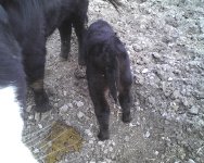 RM x Boomer Heifer Calf ....jpg