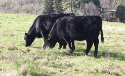 2011 heifer #121.jpg