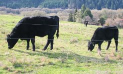 2011 heifer # 51 and Saphire.jpg