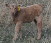 IMG_8449 (1)  2342---WA  X 626-Charolais cow  (800x673).jpg