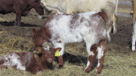 ACC General bull calf.png