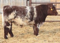 HC Starsearch 50Y lot 17.jpg
