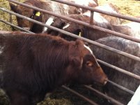23X meets part of the Shorty bull battery.jpg