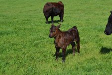 Complete calf stretching.jpg