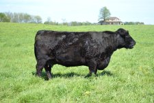Comm cow w neighbors house.jpg