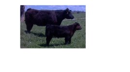 Heifer Calf Crop.JPG