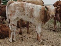 cows2012 088.jpg