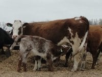 cows2012 087.jpg