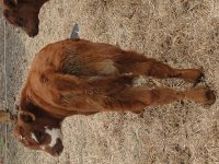 cows2012 089.jpg