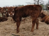 cows2012 090.jpg