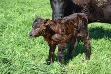 Complete heifer few hours old.jpg