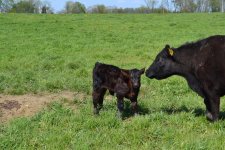 Complete calf 1b.jpg