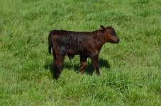 Complete calf 1a.jpg