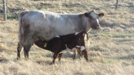 Frimley Urban Maid 6U and her March 25  Glenford Captain  39X bull calf.jpg