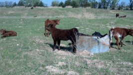 64 Daughter 2012 steer planet.jpg