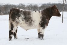 Urlacher yearling 1 (640x431).jpg