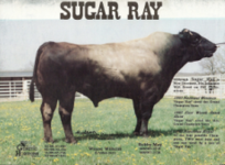 Copy of sugar_ray_jpg_thumb-230x170.png