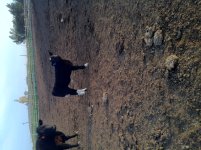 county fair steer, Whose whiskey X757.JPG