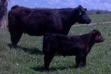 Heifer Calf Crop.JPG