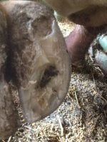 Bull abcess foot.JPG
