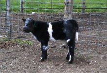 2012 young money schultz calf.jpg