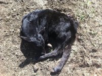 calf 1.jpg