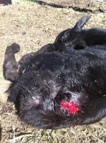 calf 2.jpg