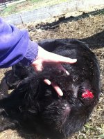 calf 3.jpg