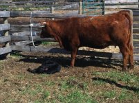 calf 4.jpg