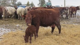rsz_julie_8j__and_21p_heifer_calf_mar_23_2012.jpg